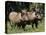 Warthogs (Phacochoerus Aethiopicus), Addo Elephant National Park, South Africa, Africa-James Hager-Premier Image Canvas