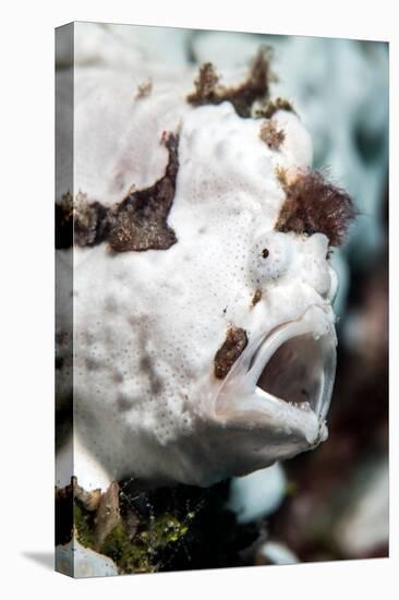 warty frogfish yawning in its hiding place amongst sponges-alex mustard-Premier Image Canvas