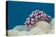 Warty Sea Slug (Phyllidiopsis Krempfi)-Reinhard Dirscherl-Premier Image Canvas