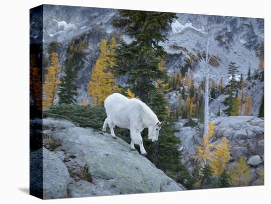 Washington, Adult Mountain Goat Steps Down a Rock Face in the Alpine Lakes Wilderness-Gary Luhm-Premier Image Canvas