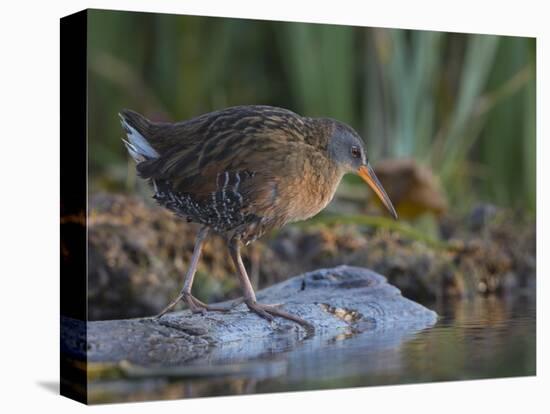 Washington, Adult Virginia Rail on a Marshy Shore on Lake Washington-Gary Luhm-Premier Image Canvas