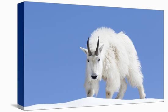 Washington, Alpine Lakes Wilderness, Mountain Goat, Billy Goat, Male-Jamie And Judy Wild-Premier Image Canvas