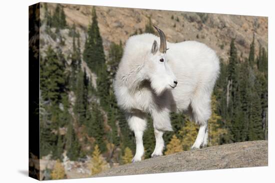 Washington, Alpine Lakes Wilderness, Mountain Goat, Billy Goat-Jamie And Judy Wild-Premier Image Canvas