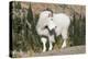 Washington, Alpine Lakes Wilderness, Mountain Goat, Billy Goat-Jamie And Judy Wild-Premier Image Canvas