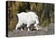 Washington, Alpine Lakes Wilderness, Mountain Goat, Nanny-Jamie And Judy Wild-Premier Image Canvas