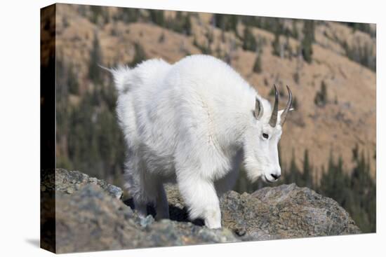 Washington, Alpine Lakes Wilderness, Mountain Goat, Nanny-Jamie And Judy Wild-Premier Image Canvas
