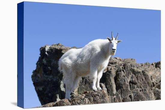 Washington, Alpine Lakes Wilderness, Mountain Goat, Nanny-Jamie And Judy Wild-Premier Image Canvas