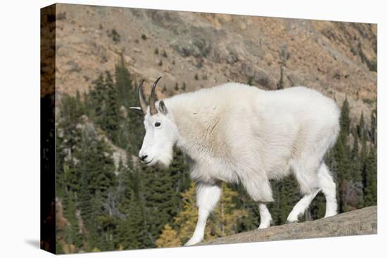 Washington, Alpine Lakes Wilderness, Mountain Goat-Jamie And Judy Wild-Premier Image Canvas