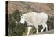 Washington, Alpine Lakes Wilderness, Mountain Goat-Jamie And Judy Wild-Premier Image Canvas