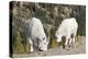 Washington, Alpine Lakes Wilderness, Mountain Goats, Nanny and Kid-Jamie And Judy Wild-Premier Image Canvas