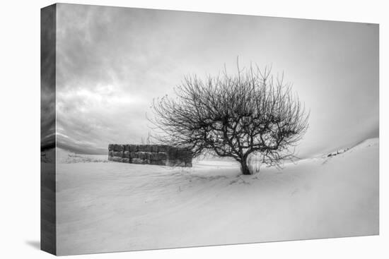 Washington, Apple Tree and Hay Bales in Winter with Storm Clouds-Terry Eggers-Premier Image Canvas