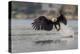 Washington, Bald Eagle Catches a Fish on Lake Sammamish, Near Marymoor Park, Redmond-Gary Luhm-Premier Image Canvas