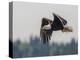 Washington, Bald Eagle in Flight with Fish over Lake Sammamish, Marymoor Park-Gary Luhm-Premier Image Canvas