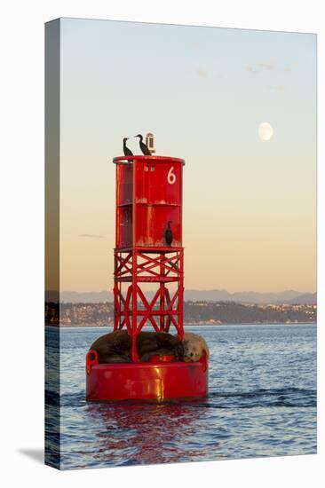 Washington, California Sea Lions and Cormorants. Full Moon-Trish Drury-Premier Image Canvas
