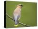 Washington, Cedar Waxwing on a Perch, Yarrow Bay, Kirkland-Gary Luhm-Premier Image Canvas