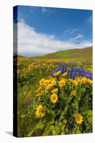 Washington, Columbia Hills SP. Spring Wildflowers at Columbia Hills SP-Richard Duval-Premier Image Canvas