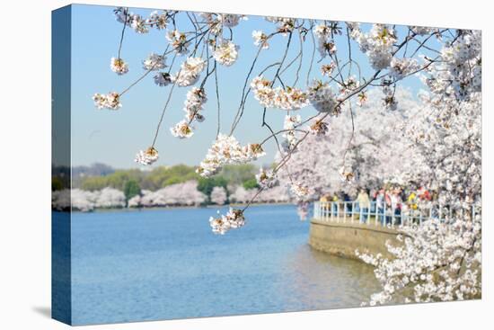 Washington DC - Cherry Blossom Festival at Tidal Basin in Spring-Orhan-Premier Image Canvas
