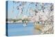 Washington DC - Cherry Blossom Festival at Tidal Basin in Spring-Orhan-Premier Image Canvas