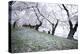 Washington DC - Petals Falling of the Cherry Blossoms-David Coleman-Premier Image Canvas