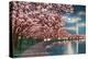Washington DC, Potomac Park and Blossoming Cherry Trees Scene at Night-Lantern Press-Stretched Canvas