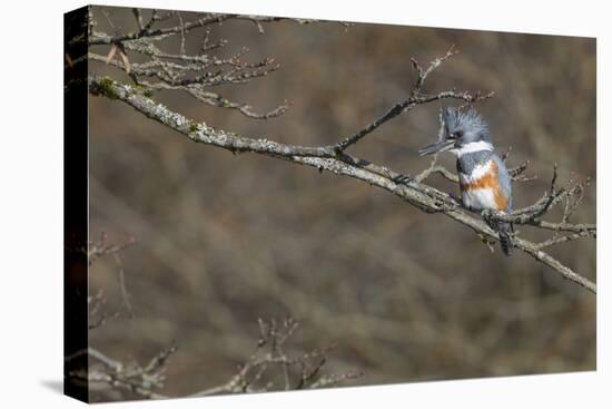 Washington, Female Belted Kingfisher on a Perch-Gary Luhm-Premier Image Canvas