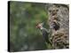 Washington, Female Pileated Woodpecker at Nest in Snag, with Begging Chicks-Gary Luhm-Premier Image Canvas