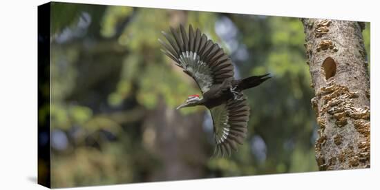 Washington, Female Pileated Woodpecker Flies from Nest in Alder Snag-Gary Luhm-Premier Image Canvas