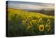 Washington, Field of Arrowleaf Balsamroot and Lupine Wildflowers at Columbia Hills State Park-Gary Luhm-Premier Image Canvas