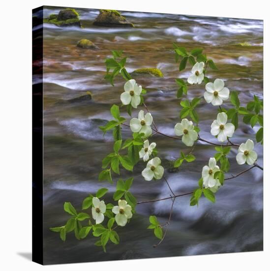 Washington, Gifford Pinchot NF. Pacific Dogwood over Panther Creek-Don Paulson-Premier Image Canvas