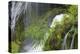 Washington, Gifford Pinchot NF. Spring Scenic of Panther Creek Falls-Don Paulson-Premier Image Canvas