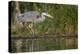 Washington, Great Blue Heron Stalks for Food on Union Bay, Lake Washington, Seattle-Gary Luhm-Premier Image Canvas