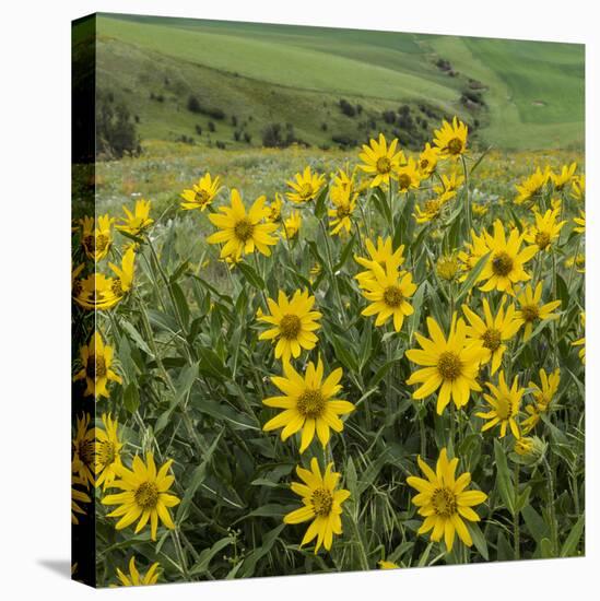 Washington, Kamiak Butte County Park. Douglas's Sunflowers Scenic-Don Paulson-Premier Image Canvas