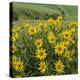 Washington, Kamiak Butte County Park. Douglas's Sunflowers Scenic-Don Paulson-Premier Image Canvas