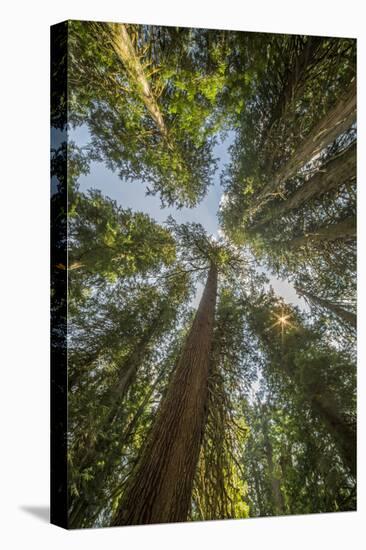 Washington, Looking Up Toward Tall, Mature, Old Growth Conifers at Grove of the Patriarchs-Gary Luhm-Premier Image Canvas