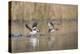 Washington, Male and Female Bufflehead in Take Off from a Pond-Gary Luhm-Premier Image Canvas