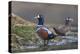 Washington, Male and Female Harlequin Ducks Pose on an Intertidal Rock in Puget Sound-Gary Luhm-Premier Image Canvas