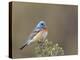 Washington, Male Lazuli Bunting on a Perch at Umtanum Creek Recreational Area, Yakima Canyon-Gary Luhm-Premier Image Canvas