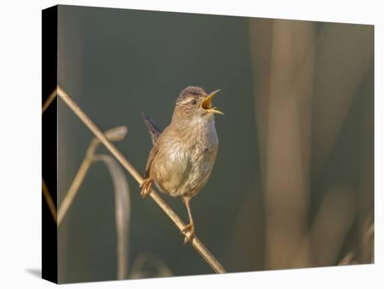 Washington, Male Marsh Wren Sings from a Grass Perch in a Marsh on Lake Washington-Gary Luhm-Premier Image Canvas