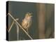 Washington, Male Marsh Wren Sings from a Grass Perch in a Marsh on Lake Washington-Gary Luhm-Premier Image Canvas