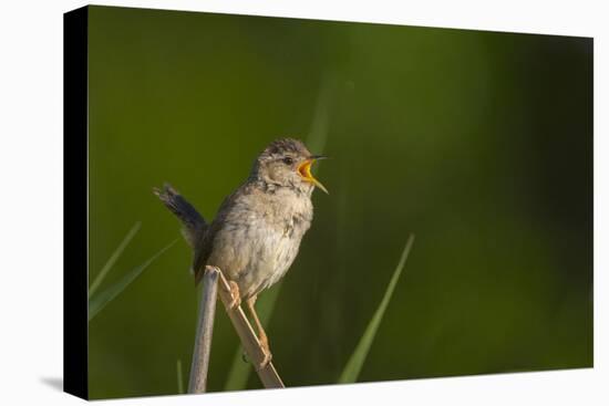 Washington, Male Marsh Wren Sings from a Grass Perch in a Marsh on Lake Washington-Gary Luhm-Premier Image Canvas