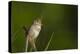 Washington, Male Marsh Wren Sings from a Grass Perch in a Marsh on Lake Washington-Gary Luhm-Premier Image Canvas