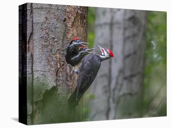 Washington, Male Pileated Woodpecker at Nest in Snag, with Begging Chicks-Gary Luhm-Premier Image Canvas