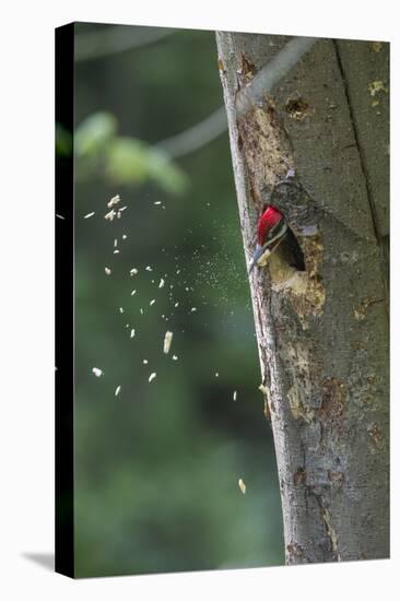 Washington, Male Pileated Woodpecker at Work Holing Out Nest in an Alder Snag-Gary Luhm-Premier Image Canvas