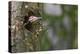 Washington, Male Pileated Woodpecker at Work Holing Out Nest in an Alder Snag-Gary Luhm-Premier Image Canvas