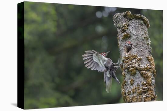 Washington, Male Pileated Woodpecker Flies to Nest in Alder Snag, with Begging Chick-Gary Luhm-Premier Image Canvas
