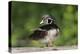 Washington, Male Wood Duck Preens While Perched on a Log in the Seattle Arboretum-Gary Luhm-Premier Image Canvas