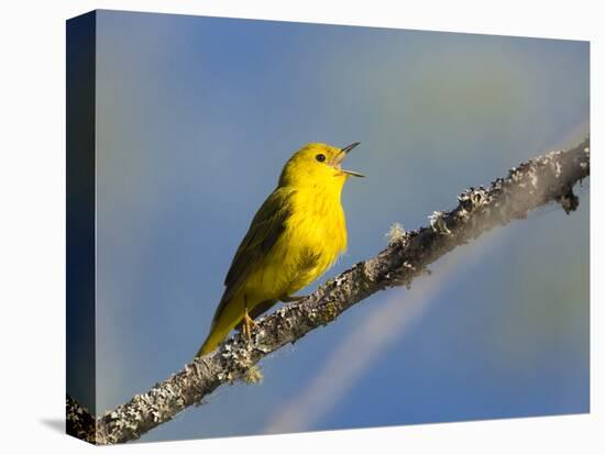 Washington, Male Yellow Warbler Sings from a Perch, Marymoor Park-Gary Luhm-Premier Image Canvas