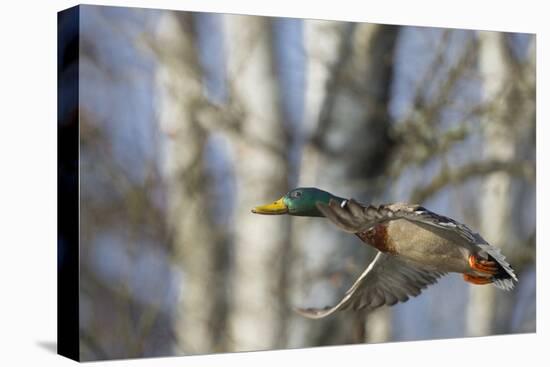 Washington, Mallard Drake in Flight-Gary Luhm-Premier Image Canvas