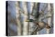 Washington, Mallard Drake in Flight-Gary Luhm-Premier Image Canvas