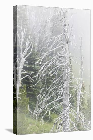 Washington, Mount Rainier National Park. Dead Trees in a Forest-Jaynes Gallery-Premier Image Canvas